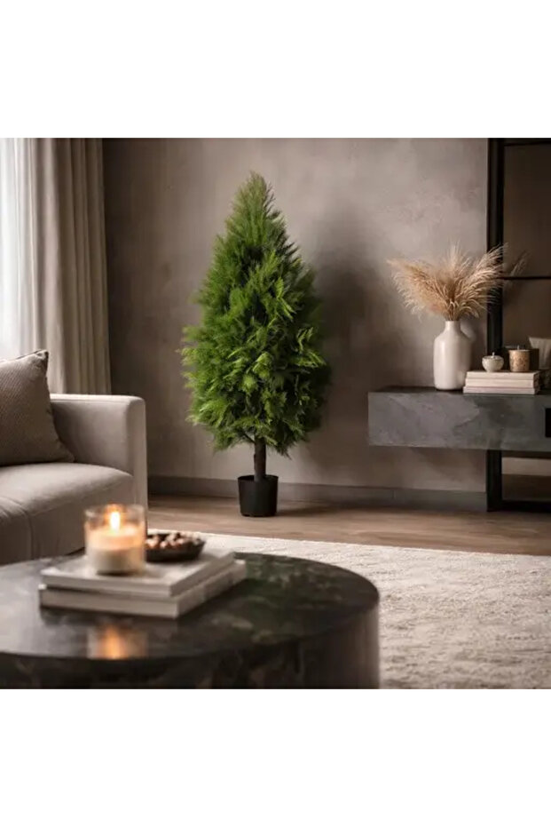Araucaria tree - 2