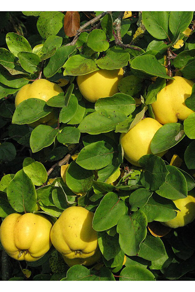 Quince Leaf 1St Quality 50Gr - 2