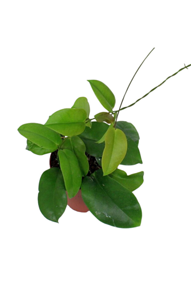 Hoya dimorpha Ø12cm - 1