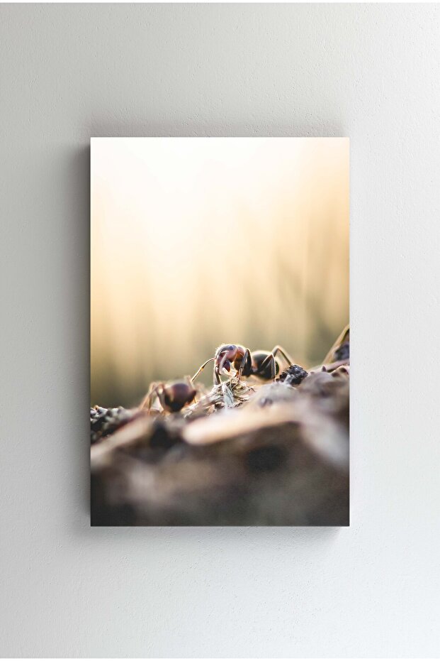 Tablou Canvas - The ant - 1