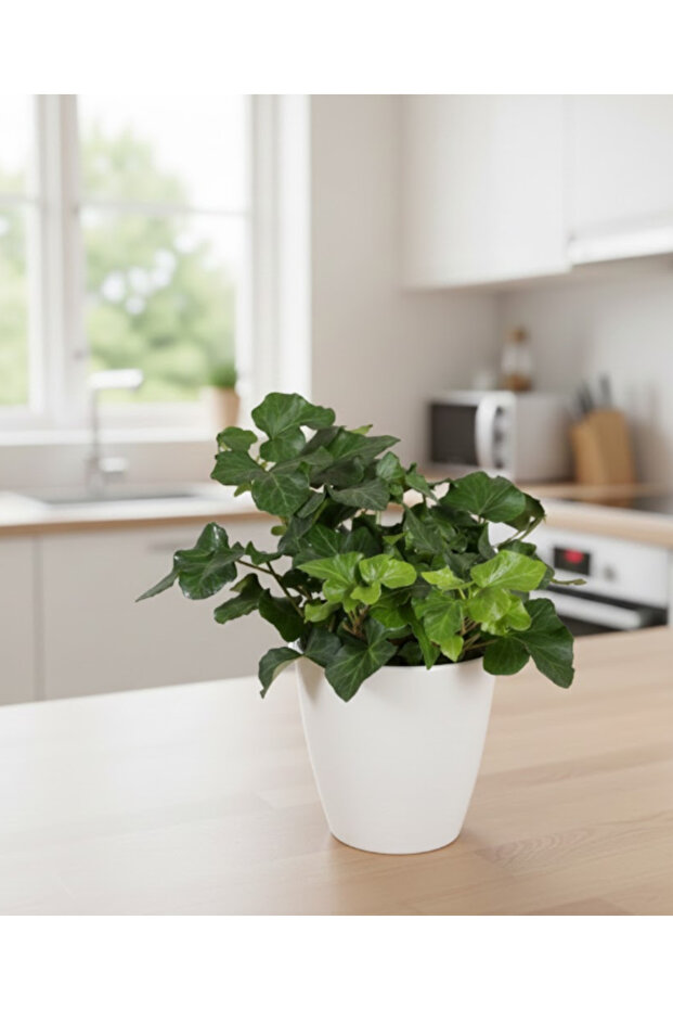 Hedera Helix Green English Ivy - With Plastic Pot - 20cm - 30cm