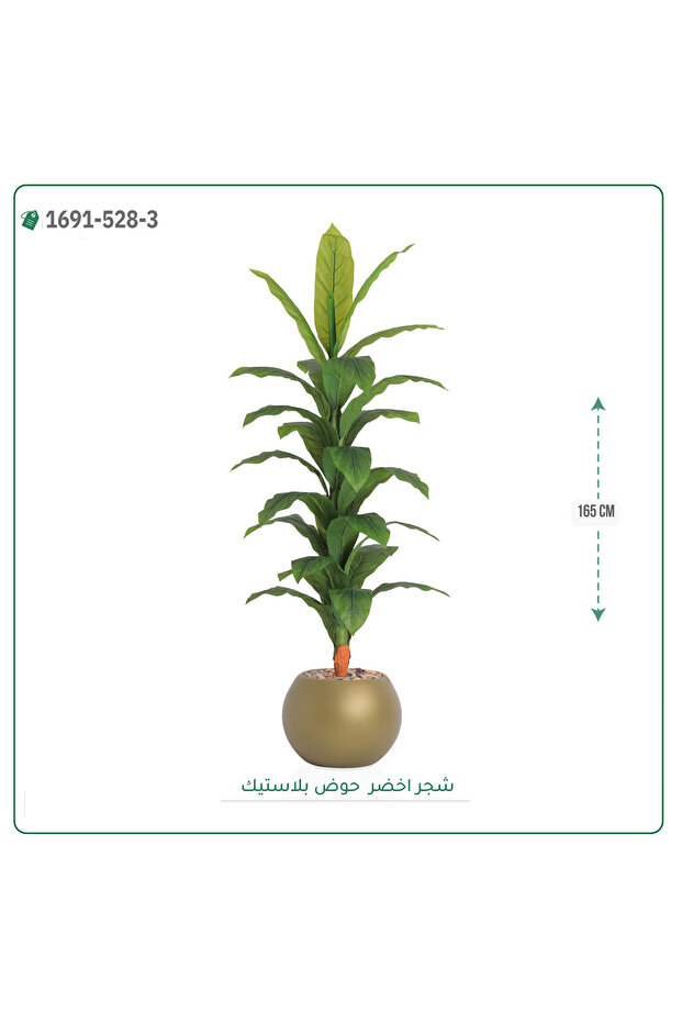 شجرة ورق أخضر وسط بحوض بلاستيك دائرى