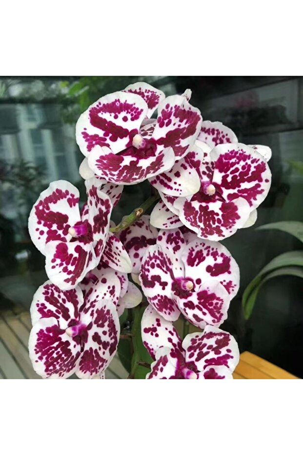 Rare Magenta Splash Pattern Phalaenopsis Seeds, Elegant Orchid for Home Windowsill Decor