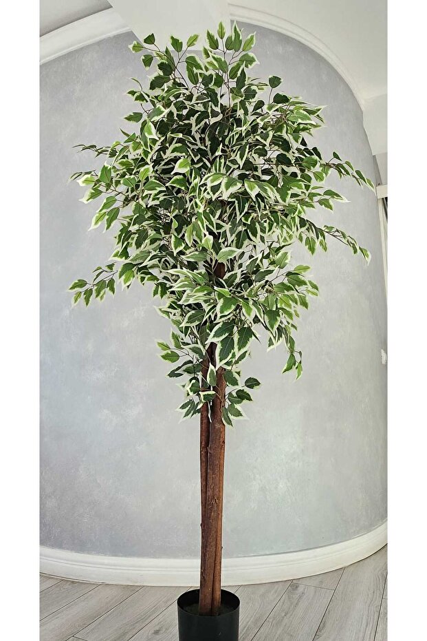 Ficus 180cm - 3