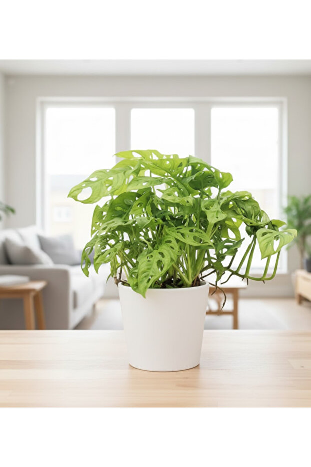 Swiss Cheese Vine Monstera Obliqua - With Plastic Pot - 30cm to 40cm