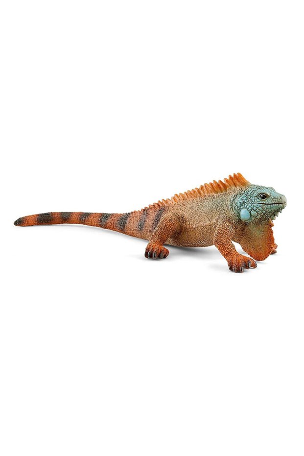 Iguana