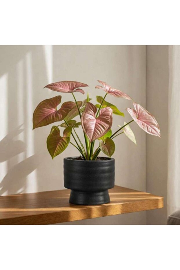 Max Stoneware Striped Pedestal Planter 11.5x11.5x11.5cm - Black