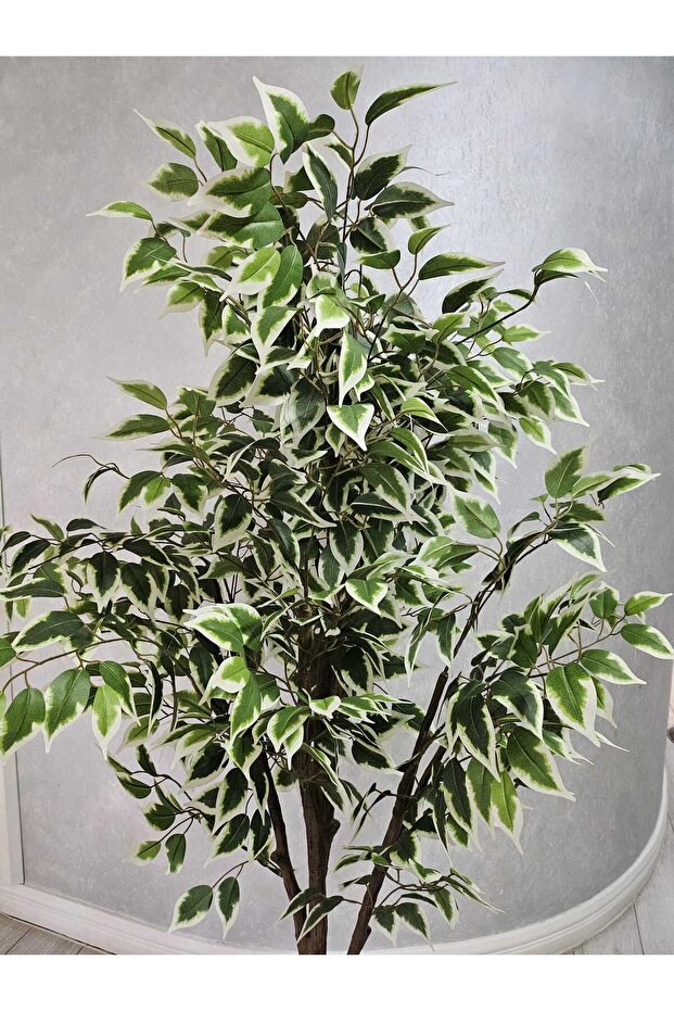 Ficus 165cm - 2