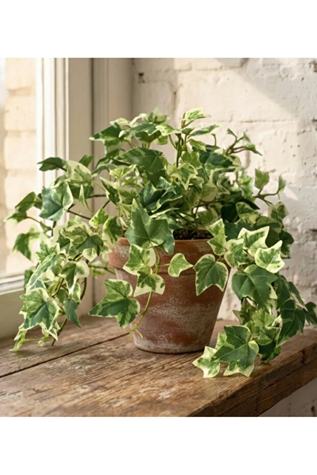 Hedera Helix Variegated - With Plastic Pot - 20cm to 30cm