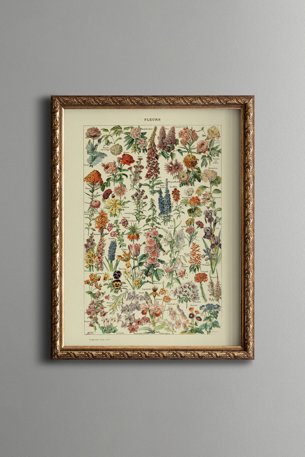 Botanical Floral Illustrations - Vintage Patterned Frame - Fine Model