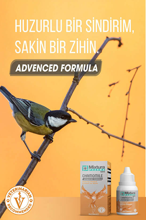 BİRD CHAMOMILE