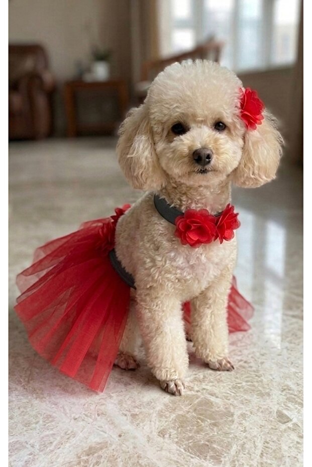 Cat Dog Tutu Skirt, Collar and Buckle