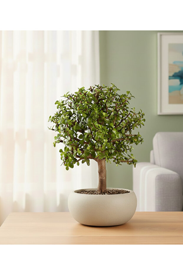 Dwarf Jade Afra Bonsai Jade With Ceramic Pot