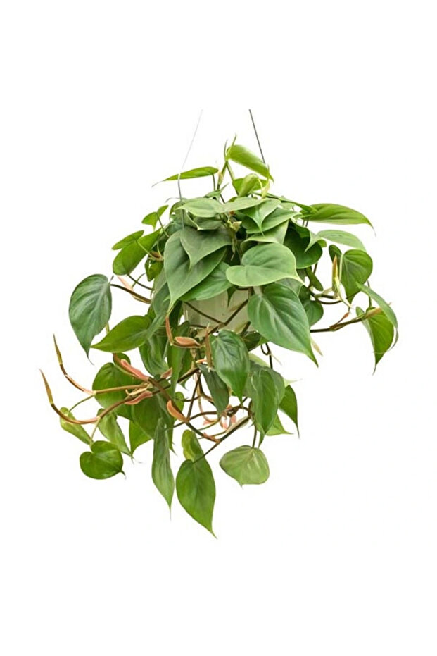 Philodendron Scandens Hanging - 20cm to 30cm