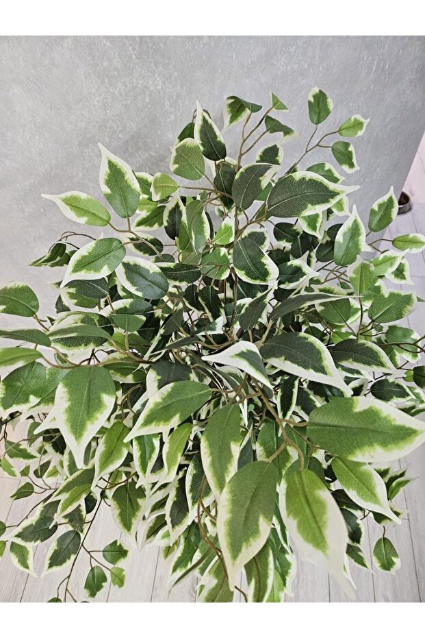 Ficus 165cm - 4