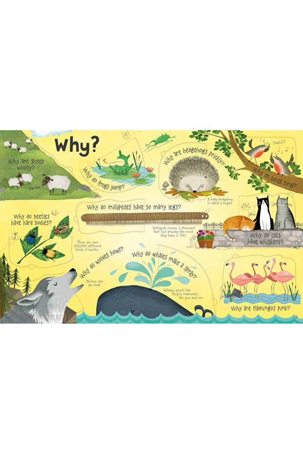 Questions & Answers Animals - 5