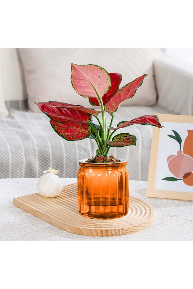 Two orange self-watering flower pots, small flower pots, transparent deep groove self-watering flower pots, plastic flower pots for all indoor plants