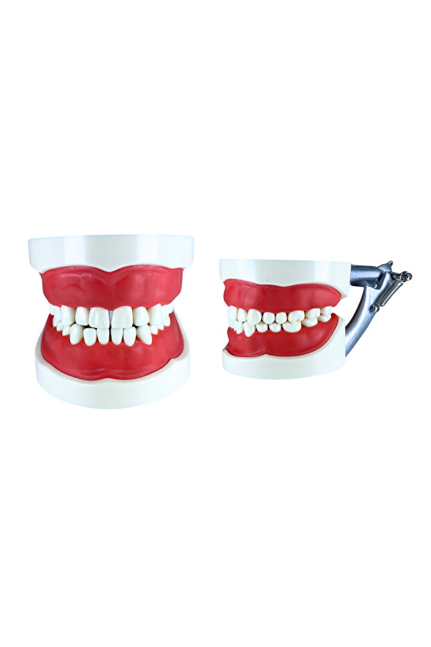Dental Model with Articulator - Screwable Dentistry Training Model (32 Teeth)