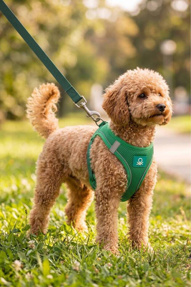 Bnt-A2506 Cat Dog Chest Harness Air Network Green