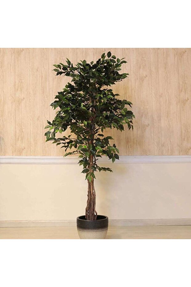 Ficus Tree Green H180cm - 2