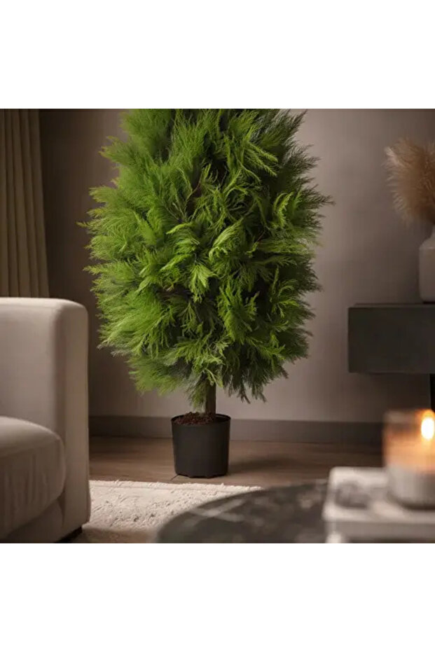 Araucaria tree - 4