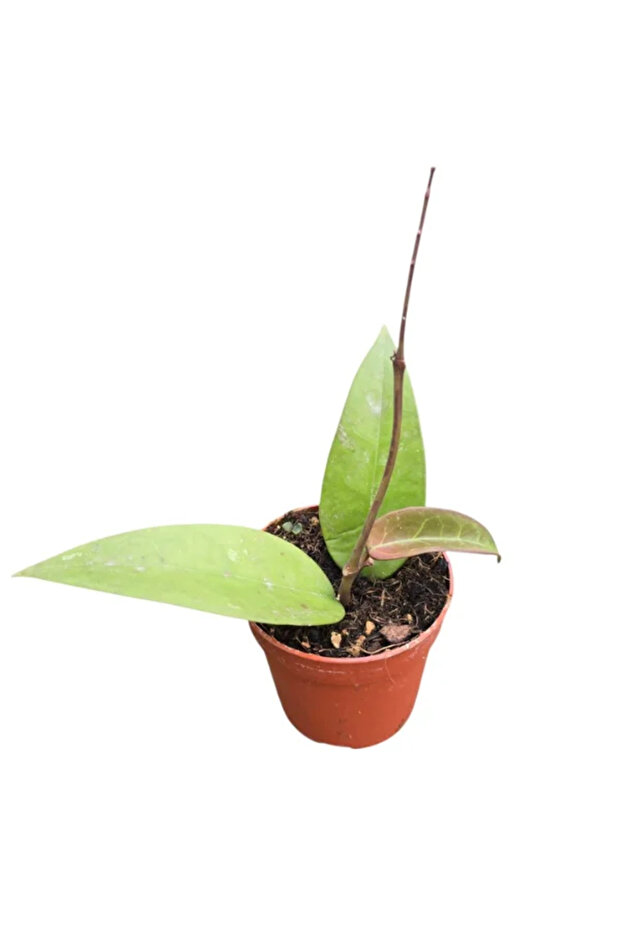 Hoya parasitica 'Red Leaf' Ø7cm - 2