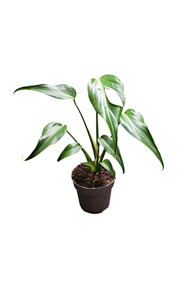 Monstera 'Burle Marx Flame' D7