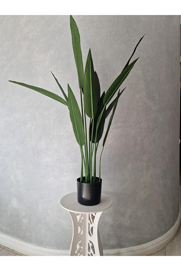 Canna 105cm - 2