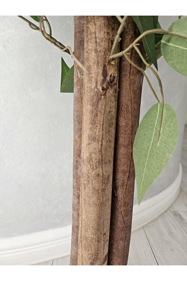 Ficus 150cm - 4