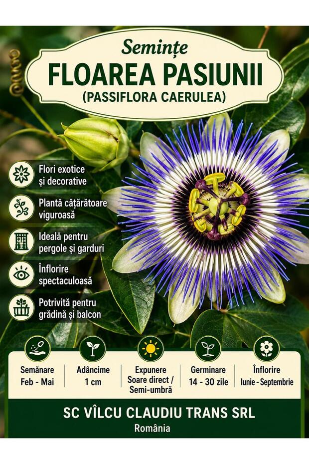 Семена от пасифлора (Passiflora Caerulea) - 1