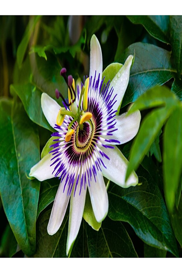 Семена от пасифлора (Passiflora Caerulea) - 2