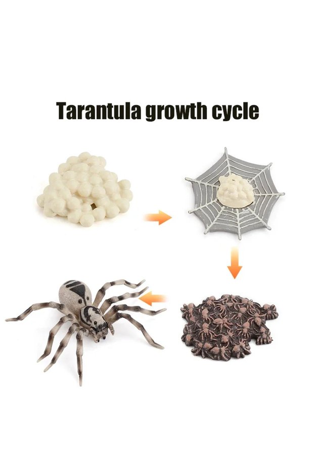 F-4pcs Animal Life Cycle Board Children Toys Montessori Teaching Aids Plant Animal Growth Cycle Mode