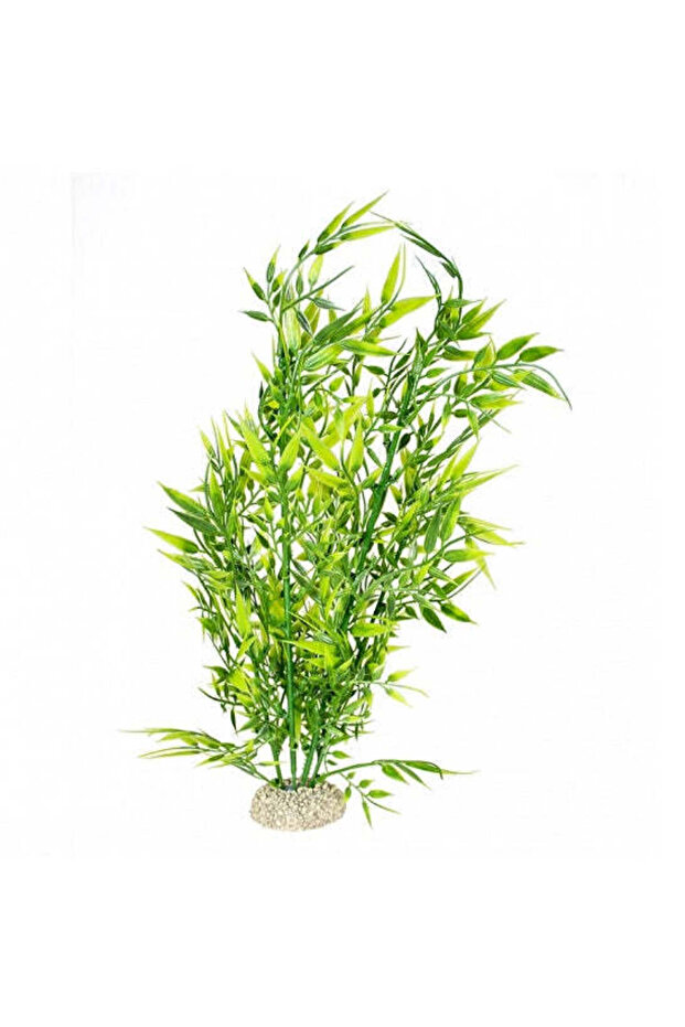 Plant Bamboo for Aquariums