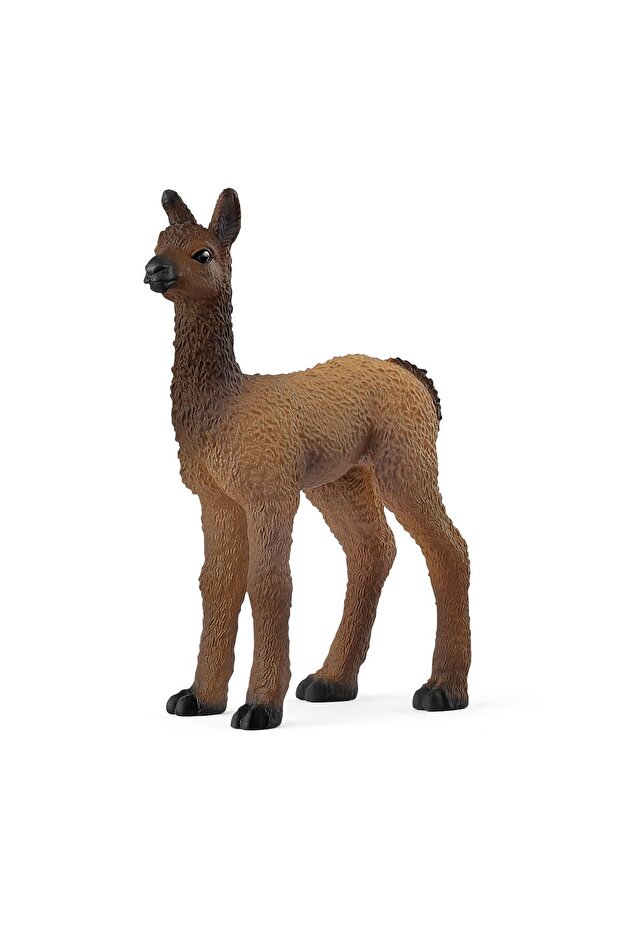 Lama mała - 1