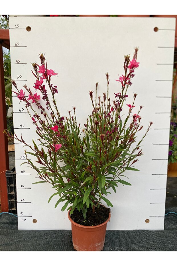 Gaura
