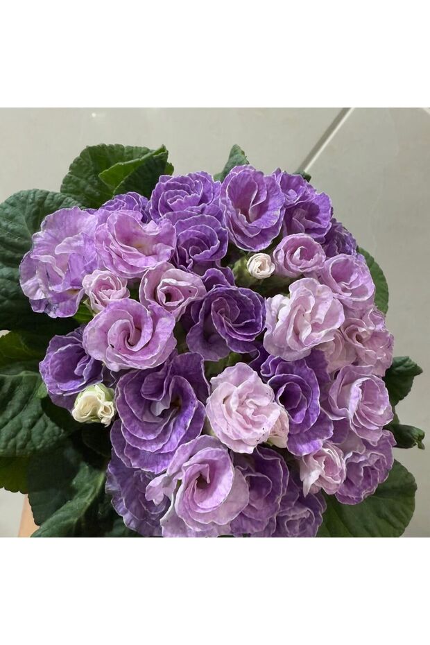بذور زهرة البريمروز المزدوجة بلون اللافندر المموج، بذور نباتات منزلية تزهر في الشتاء والربيع