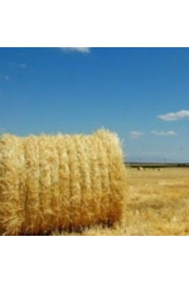 Kemirgen Arpa Samanı - 500 Gr - 2