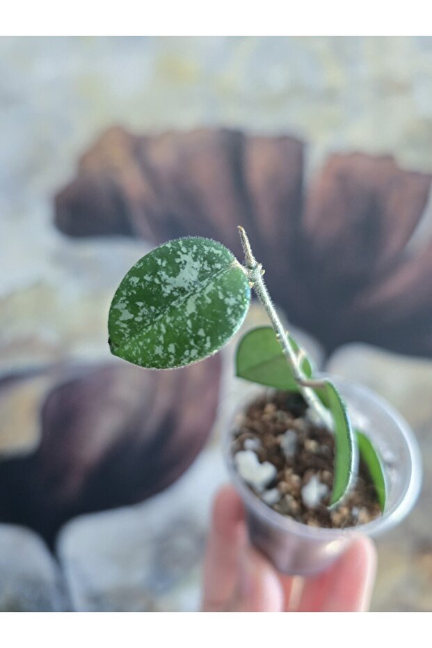 Hoya Mathilde Splash Mum Çiçeği - 4
