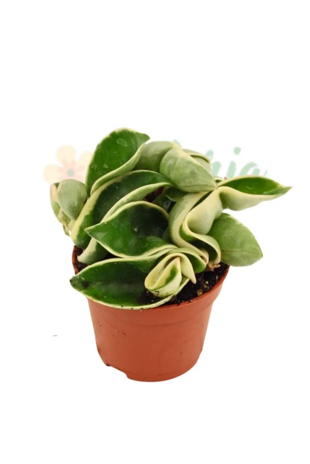 Hoya carnosa 'Compacta Variegata'
