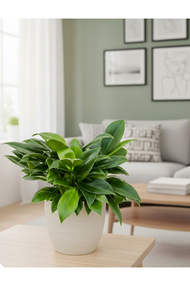 Philodendron Green Princess - With Plastic Pot - 25cm to 30cm