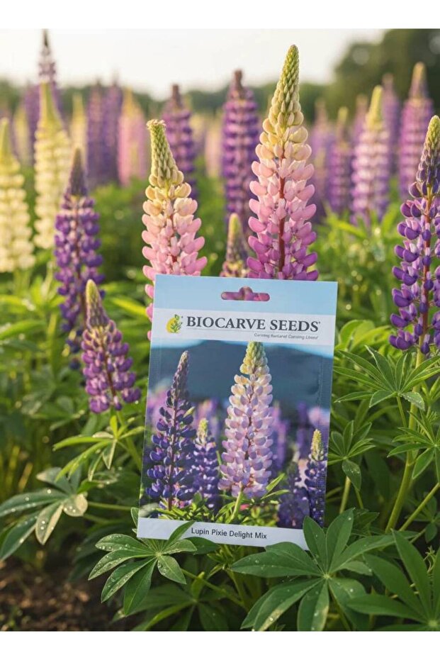 Lupinus hartwegii pixie delight ألوان فردية