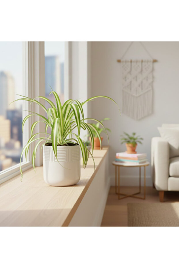 Spider Plant Vittatum Chlorophytum Comosum With Ceramic