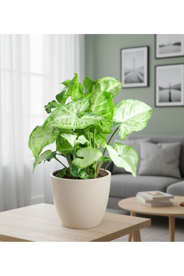 Syngonium Arrow Head - With Plastic Pot - 20cm to 30cm