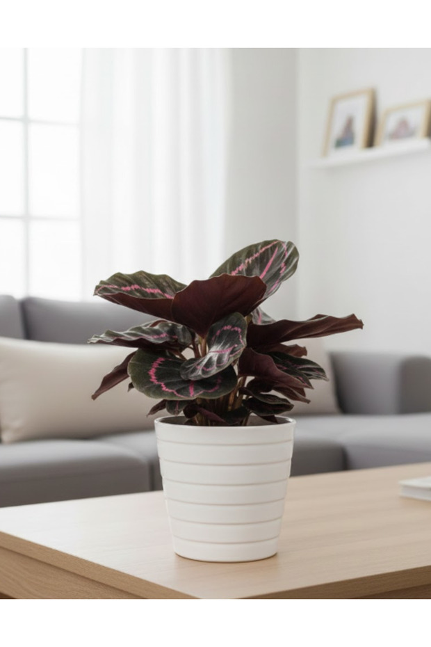 Rose Painted Calathea - With Plastic Pot - 30cm to 40cm