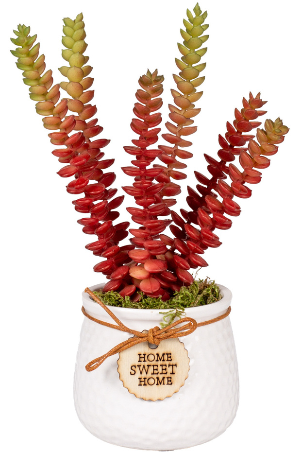 Succulent Arrangement in Ceramic White Flowerpot Red 14X22 Cm.