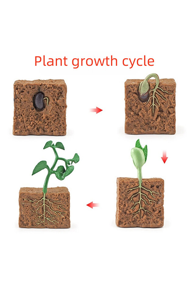 zhi wu sheng zhang Children's Simulation Plant Model Educational Toy Plant Growth Process Cognitive
