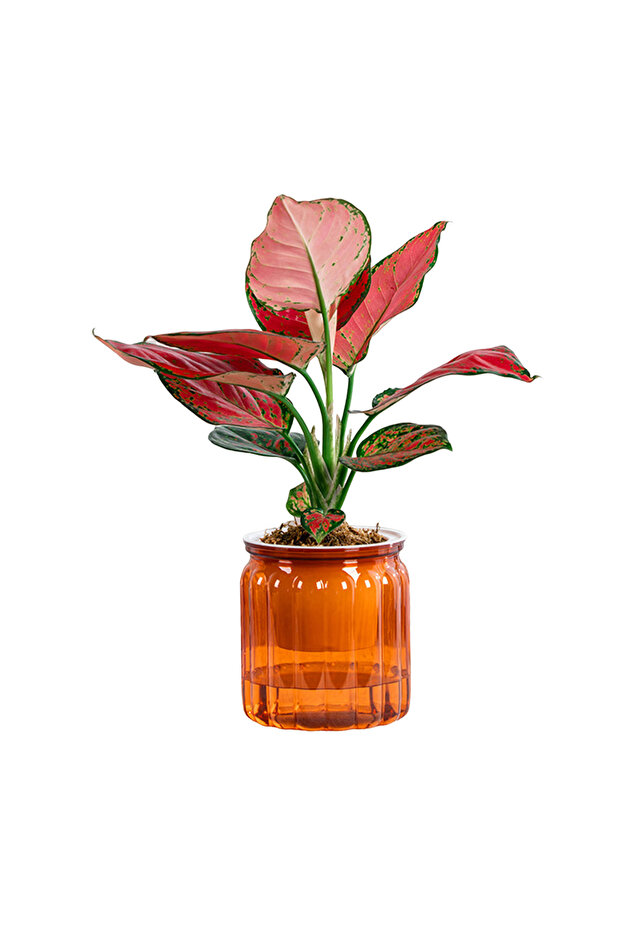Transparent Orange Elegant Self Watering Planter Delicate Modern Home Self Watering Flowerpot for Ga