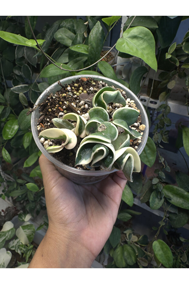 Hoya Carnosa Compacta Variegata