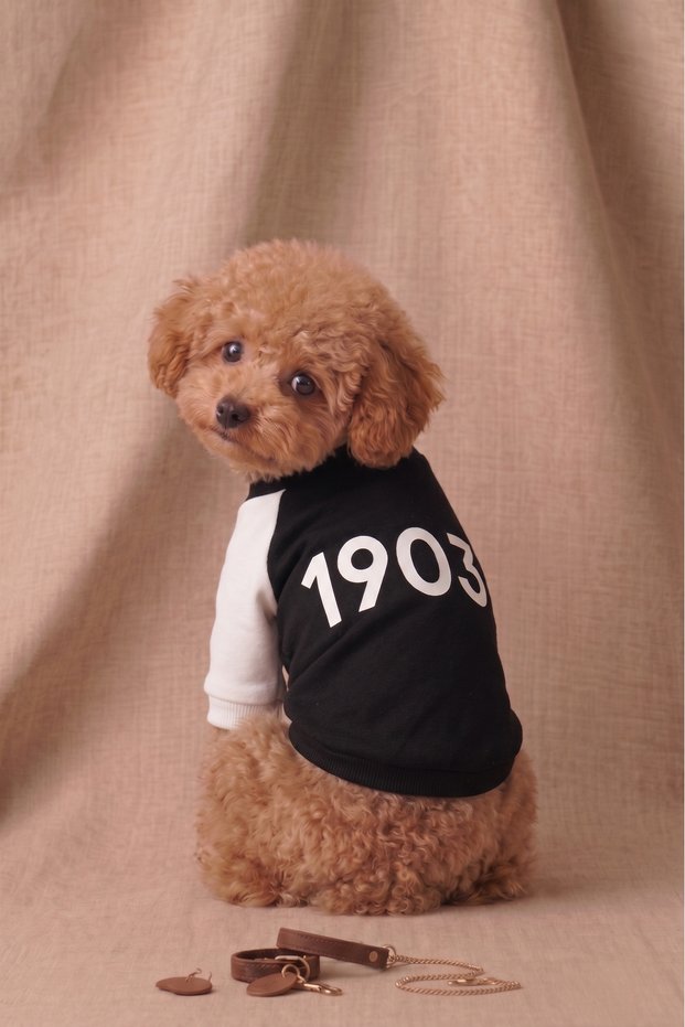 Fan Series 1903 Written Dog Sweatshirt - Black and White Clothing Suitable for Small Breeds