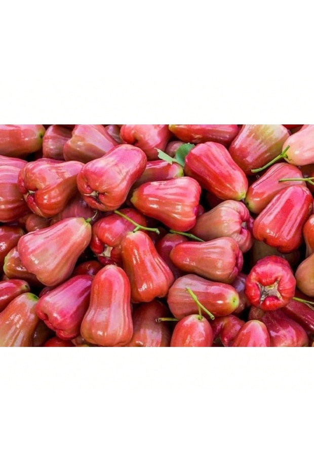 Fresh New Apple Fruit Seeds, Red